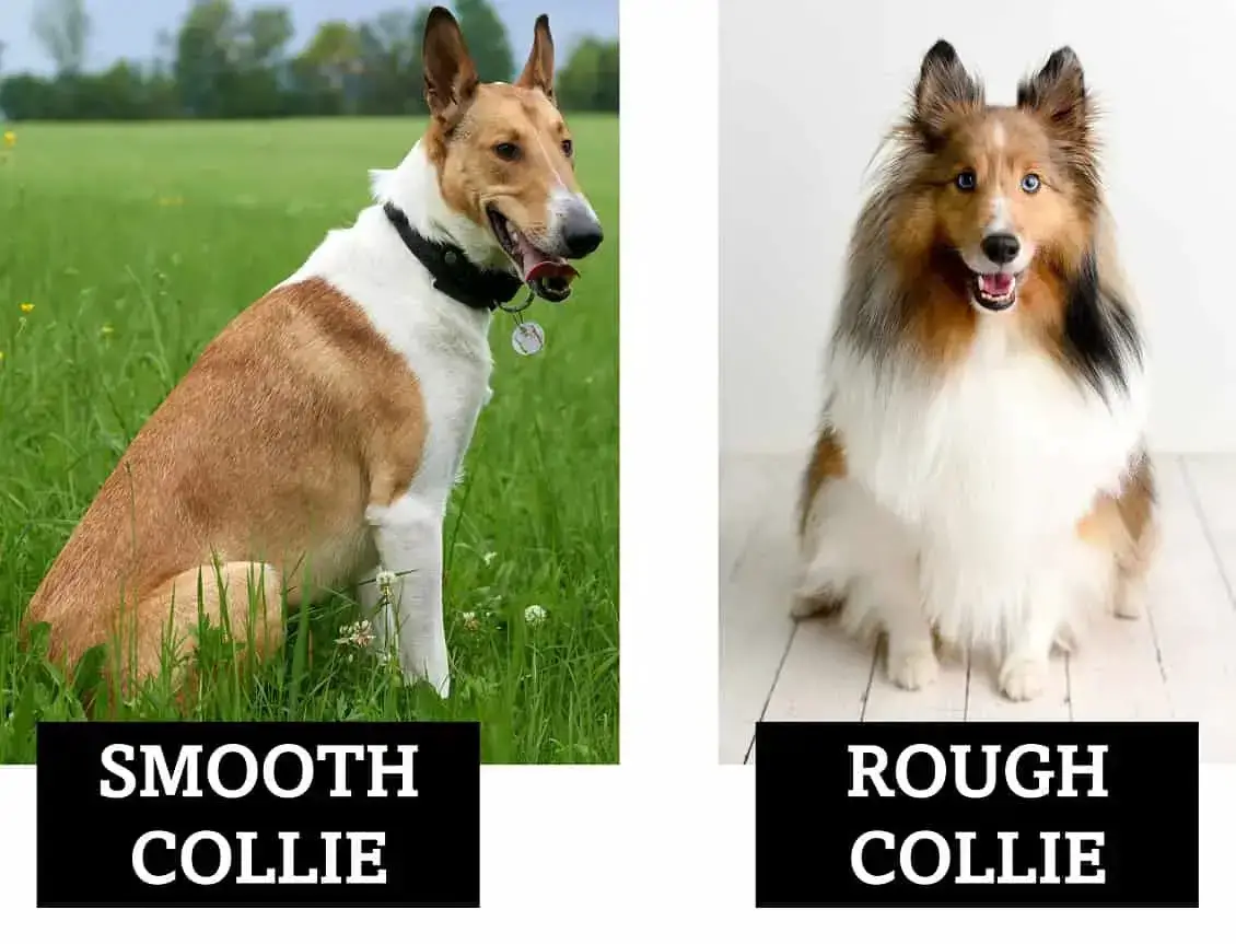 do rough collie bark a lot