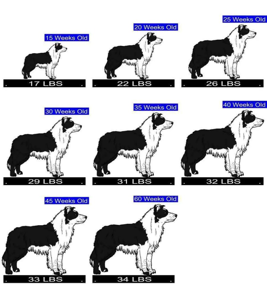 Border Collie Growth Chart. Border Collie Weight Calculator