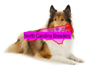Reputable Collie Breeders in North Carolina - CollieCare