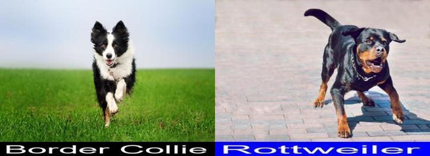 Why you Should Get the Border Collie Instead of the Rottweiler ...