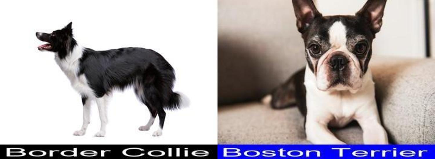 Differences and Similarities between the Border Collie and the Boston Terrier. CollieCare