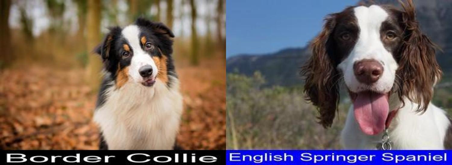 Why you Should Get the Border Collie Instead of the English Springer