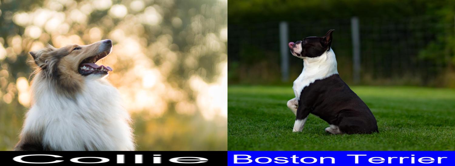 Collie versus Boston Terrier. Final Verdict on Which one is a Better Pet. CollieCare