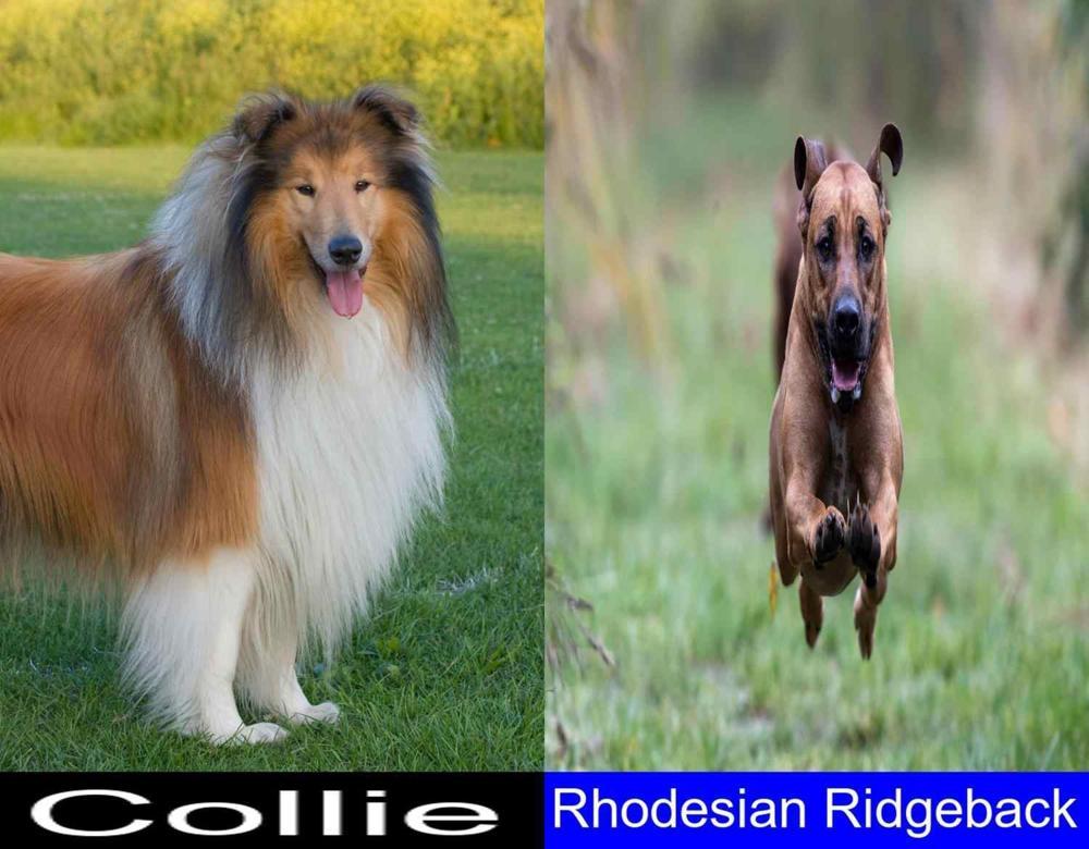 Breed Comparison: Collie Versus Rhodesian Ridgeback - CollieCare